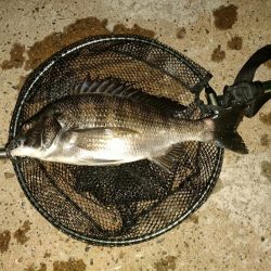 チビレ達の後に…