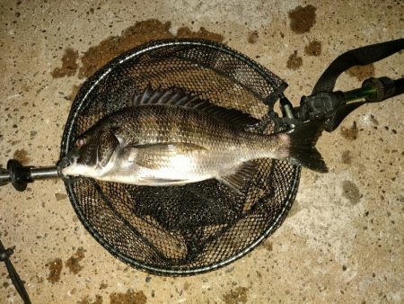 チビレ達の後に…