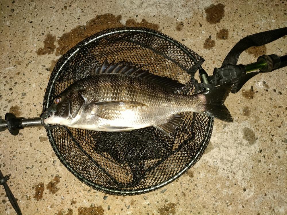 チビレ達の後に…