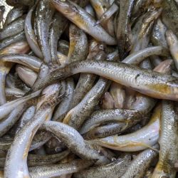 旧中川ハゼ 台風後