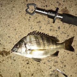 大潮での初魚種