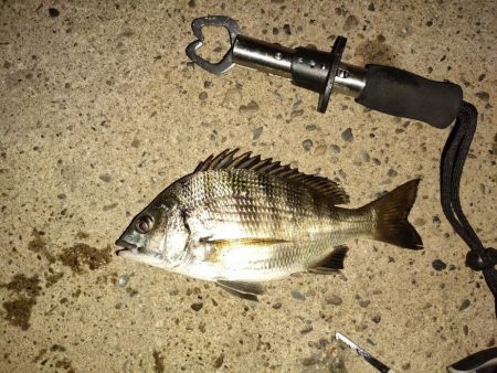 大潮での初魚種