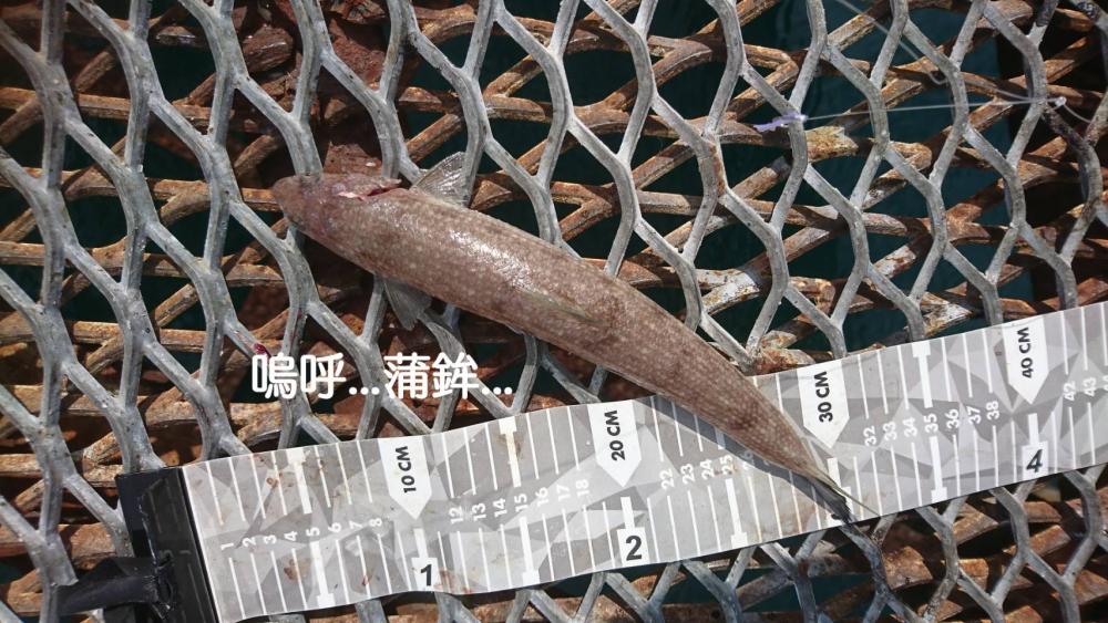 週末のおかず狙い、シオ確保♪