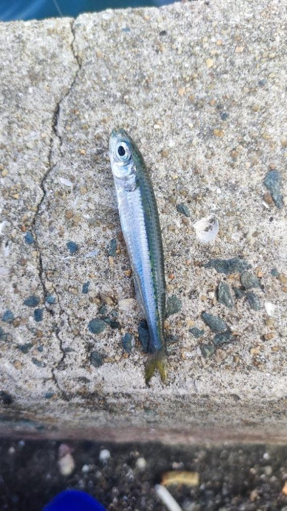 箱崎ふ頭でちょい投げ五目