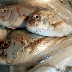 松山沖鯛ラバ🐟REDBACKで型狙い💥