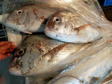 松山沖鯛ラバ🐟REDBACKで型狙い💥