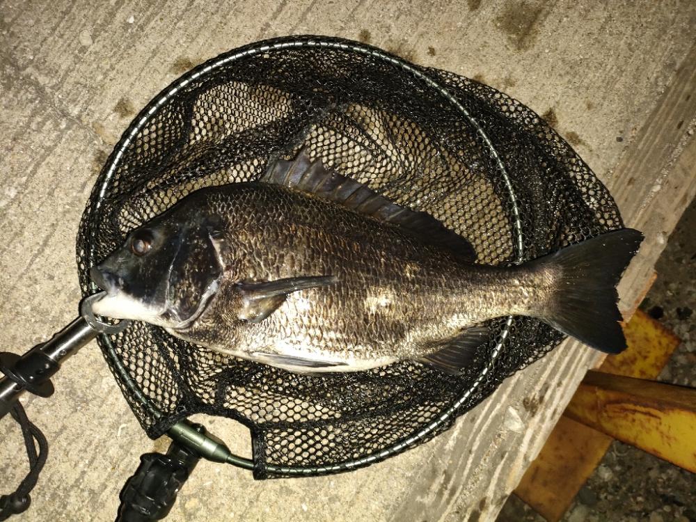 今日も懲りずに夜釣り