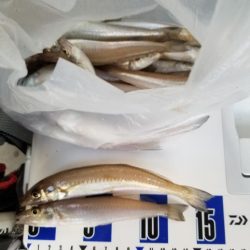 最近渋いキス釣り