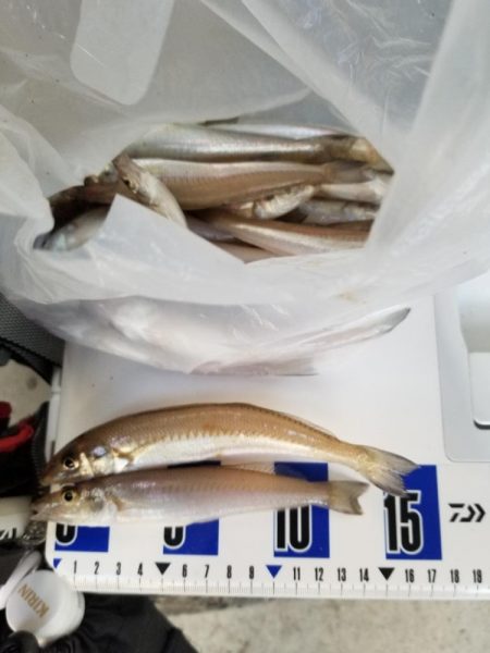 最近渋いキス釣り