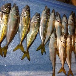 今夜も飽きずに豆アジング