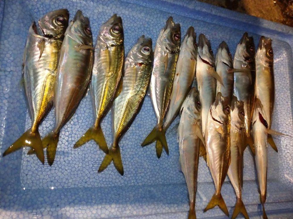 今夜も飽きずに豆アジング