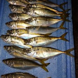 豆アジリベンジ👍