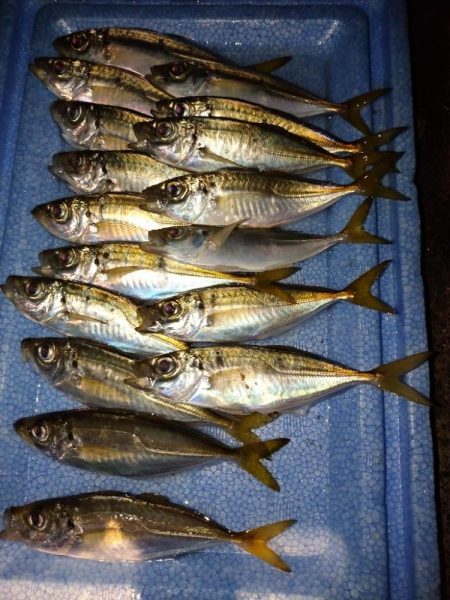 豆アジリベンジ👍