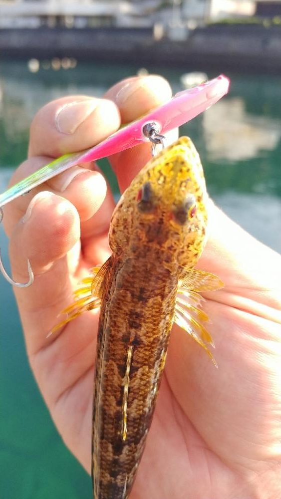 バーベキューついでに朝マズメ釣行