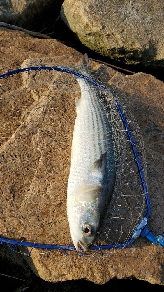 ソフトでもハードでも