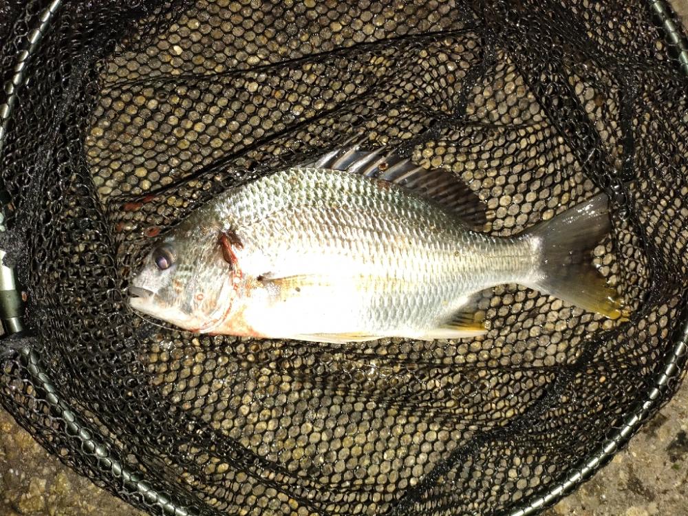 魚もお盆休み？