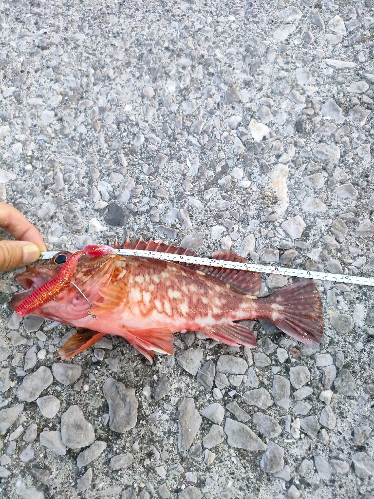 周防大島、片添港にて