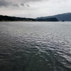 アオリイカを探して