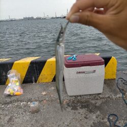 今日はサヨリ釣り!!