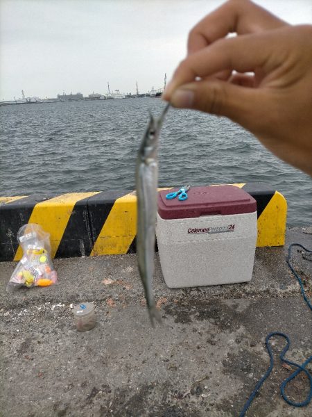 今日はサヨリ釣り!!