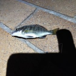 癒やしに小物釣り＆釣り場調査