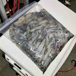 ショアケンサキイカ爆釣!