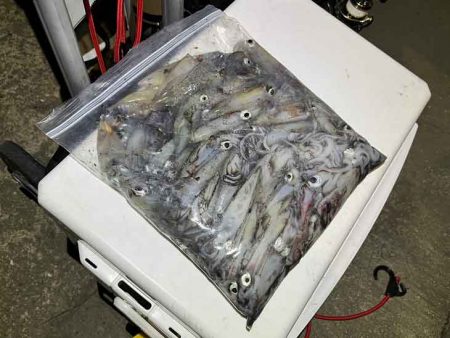 ショアケンサキイカ爆釣！