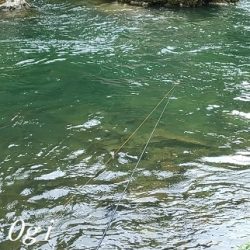 禁漁前に良型アマゴが飛び出す