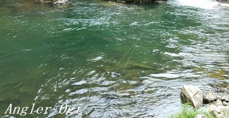 禁漁前に良型アマゴが飛び出す