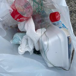 清掃活動：イカ イカ イカ