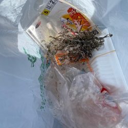 清掃活動：はじめての イカ