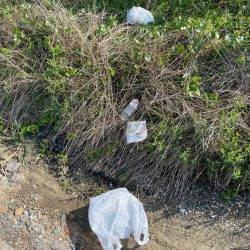 清掃活動：カマスフィーバー♪