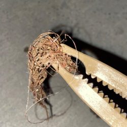 清掃活動：最強アクション実証、夏太刀魚攻略…