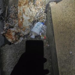 清掃活動：太刀魚