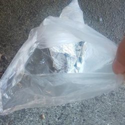 清掃活動：別府にてキス調査