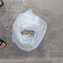 清掃活動：朝タコ活