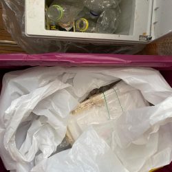 清掃活動：和歌山イカメタル