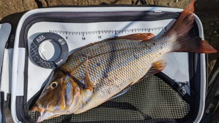 切目の沖磯でスーパーフカセゲーム…