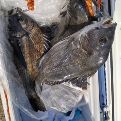 牡蛎を食べたチヌはマッスル