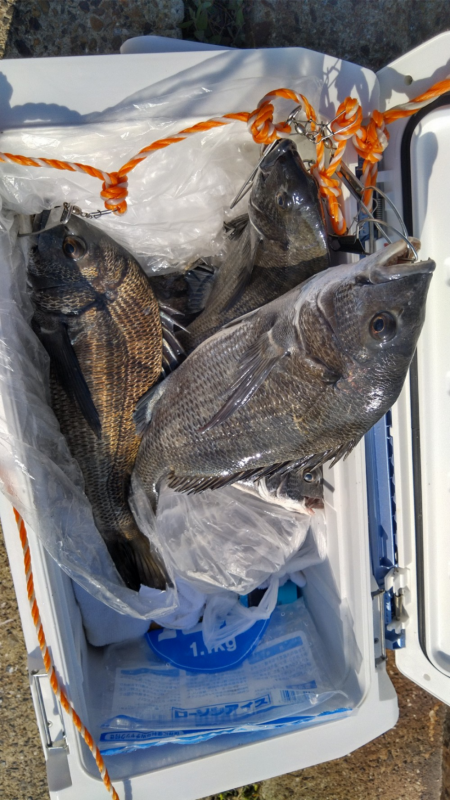 牡蛎を食べたチヌはマッスル