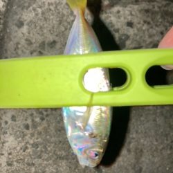 アジング、エギング