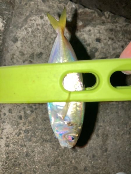 アジング、エギング