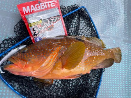 シャローロックフィッシュゲーム！