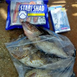 夏はロックフィッシュ！スタビシャッドで狙うオオモンハタ