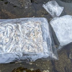 切目の沖磯でスーパーフカセゲーム🔥