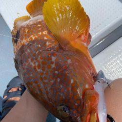 シャローロックフィッシュゲーム！