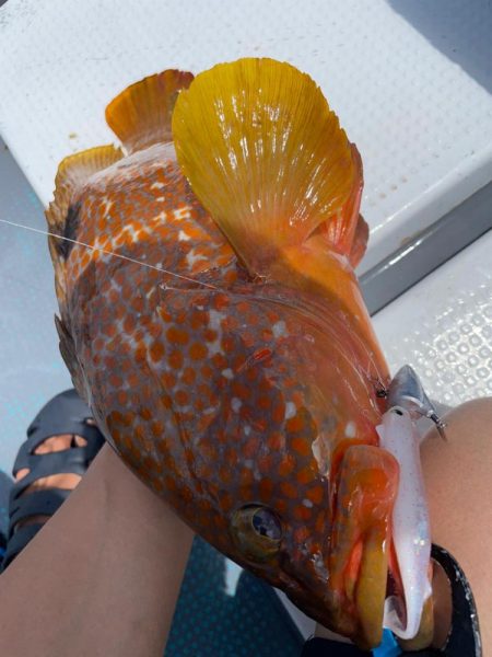 シャローロックフィッシュゲーム！