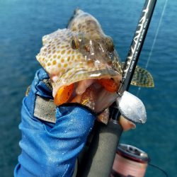 夏はロックフィッシュ！スタビシャッドで狙うオオモンハタ