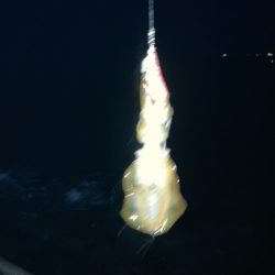 アジング、エギング