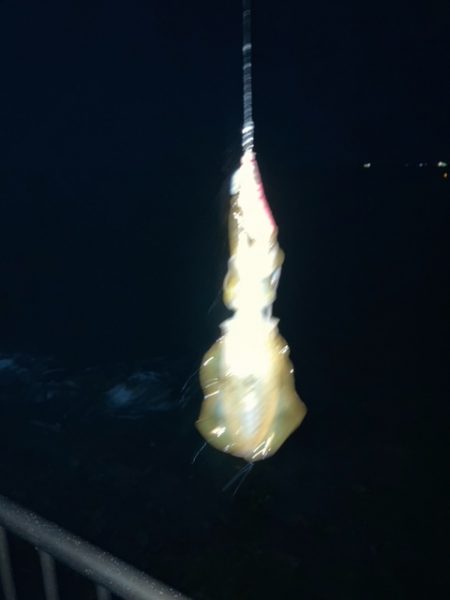 アジング、エギング